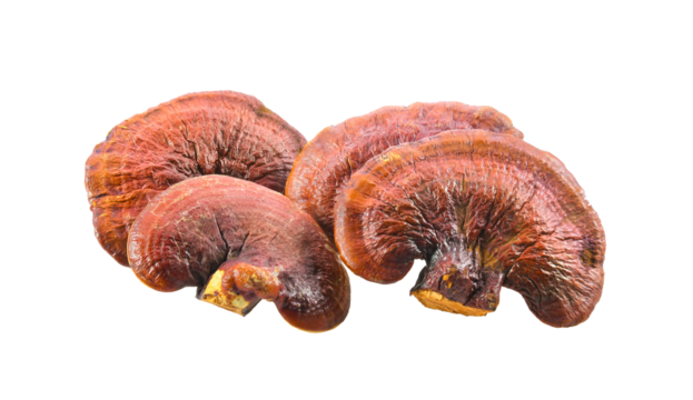 Lingzhi Mushroom Isolated on transparent png