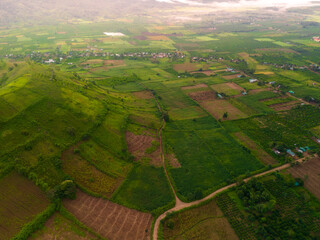 Fototapeta premium Aerial view of Bien Ho Che or Bien Ho tea fields, Gia Lai province, Vietnam. Workers of the tea farm are harvesting tea leaves in the early morning.