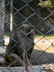 Big monkey in the zoo.