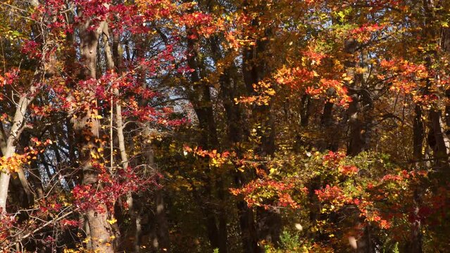Various leaves falling from trees in the woods while Autumn foliage color the background in this UHD clip.