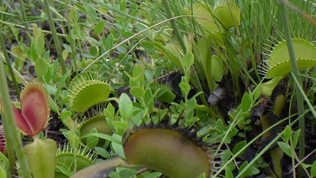 Camera pans over a group of Venus flytraps