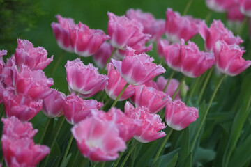pink tulips in the garden