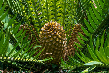 Gorongowe Cycad (Encephalartos manikensis)