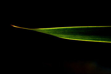 green leaf on black