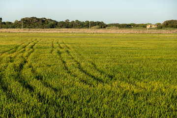 Fototapeta na wymiar Fields of rice plantation