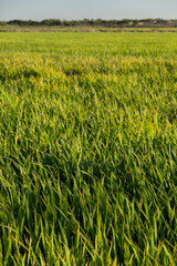 Fields of rice plantation