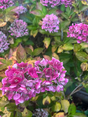 Hydrangea flowers close up. Selective focus 