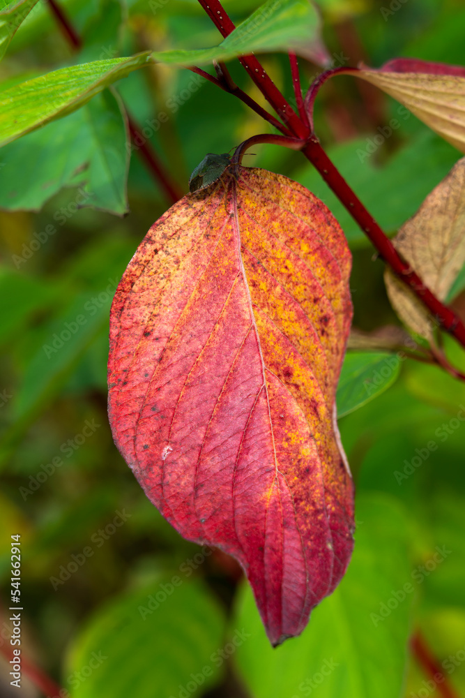 Canvas Prints common dogwood autumn leaves colour during the november fall showing a green shield bug insect on a 
