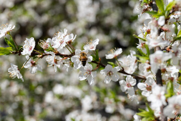 Beautiful branches of blossoming plums. Beautiful abstract spring background.