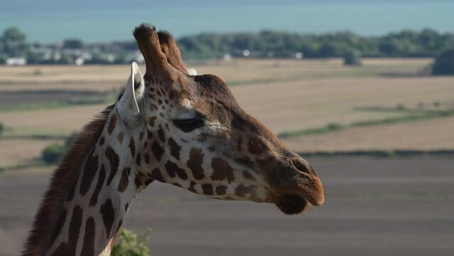 A close-up of a giraffe eating