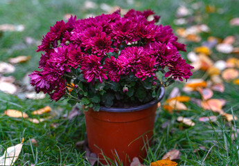 Multiflora pink chrysanthemum flowers in a pot on the grass with autumn yellow leaves