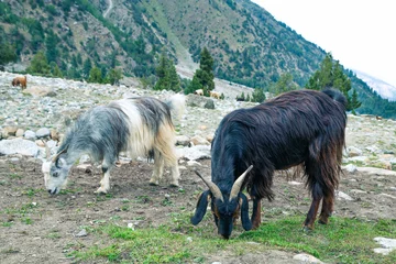 Papier Peint photo Nanga Parbat Goats graze in Pasture Fairy Meadows Nanga Parbat Landscape in the middle of Mountains