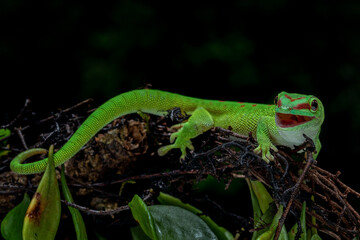 Madagascar Giant Day Gecko (Phelsuma grandis) on tree branch.