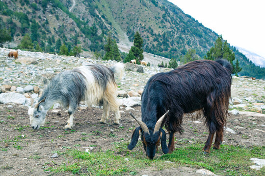 Goats graze in Pasture Fairy Meadows Nanga Parbat Landscape in the middle of Mountains