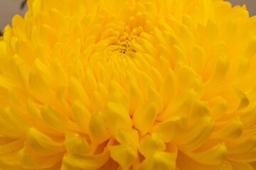 Yellow chrysanthemum head flower in close up.  Creative autumn concept. Floral pattern, object.