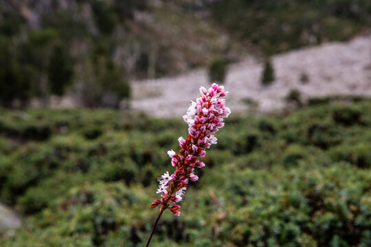 Beautiful Pink Flowers Mountains Landscape Fairy Meadows Nanga Parbat 