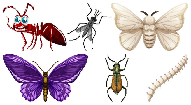 Set of different kinds of insects