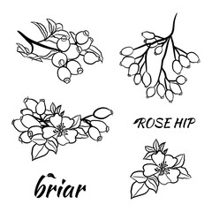 Hand drawn wild rose branch, leaf, flower and berry. Collection of dog rose: branch of roseship, dog rose berries, flowers and leaves. Cosmetic and medical plant. Botanical illustration with line art.