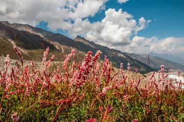 Cercles muraux Nanga Parbat Beautiful Pink Flowers Mountains Landscape Fairy Meadows Nanga Parbat  