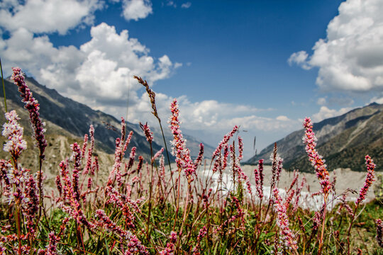 Beautiful Pink Flowers Mountains Landscape Fairy Meadows Nanga Parbat 

