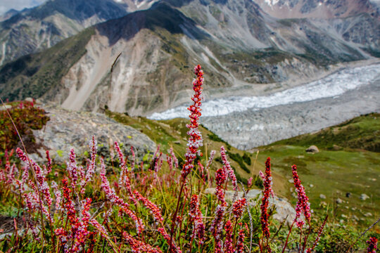Beautiful Pink Flowers Mountains Landscape Fairy Meadows Nanga Parbat 

