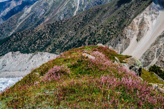 Beautiful Pink Flowers Mountains Landscape Fairy Meadows Nanga Parbat 
