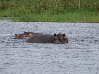 Fototapeta na wymiar Hippopotame Okavango Botswana