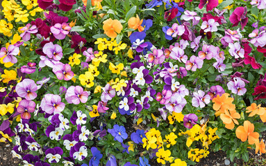 flower bed with pansies in various colors