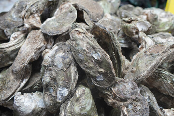 closeup fresh oysters background, food, aniimal, eat, fresh, seafood, health