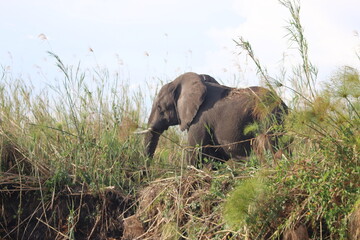 Fototapeta na wymiar Elephant, Botswana
