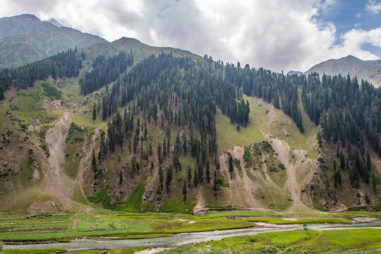 Fine Trees forest Landscape Naran Jhalkand 