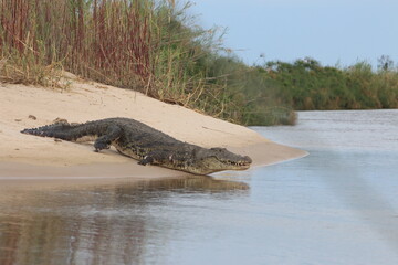 Crocodile Okavango Botswana