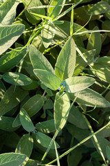 green mint plant grow at vegetable garden