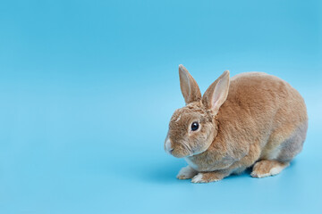 Decorative dwarf rex rabbit on a blue background. Easter banner with copy space.
