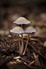 Tintling Coprinus sensu lato in the forest © scimmery1