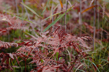 Coloured fern leaf in the forest. Plants in the autumn.