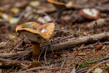 Spruce irritant, Fichtenreizker (Lactarius deterimus)