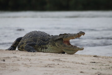 Crocodiles Okavango Botswana