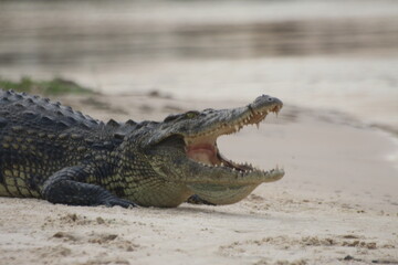 Crocodiles Okavango Botswana