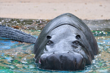 hippopotamus in water
