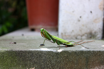 Dying Praying Mantis (Mantis religiosa) in agony