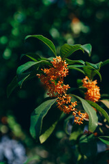 Obraz premium 树枝上的丹桂