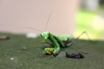 Dying Praying Mantis (Mantis religiosa) in agony
