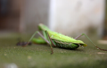 Dying Praying Mantis (Mantis religiosa) in agony
