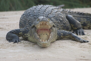 crocodile, Okavango, Botswana