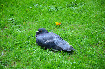 A flat pigeon lying on grass