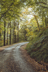 Fototapeta na wymiar road through autumn forest