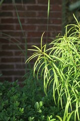 Obraz premium plants in a garden