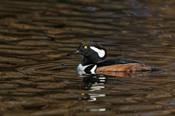 Closeup of an adorable hooded merganser duck swimming in a reflective lake