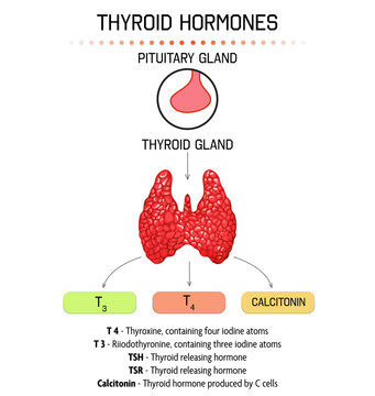 Medical poster with thyroid hormones image on light background